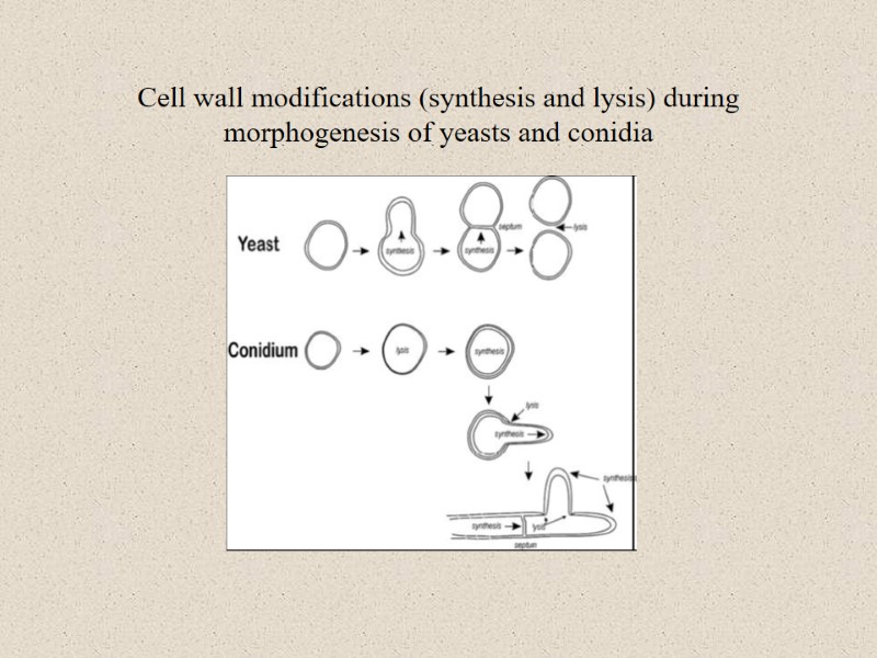 Cell wall modifications (synthesis and lysis) during morphogenesis of yeasts and conidia